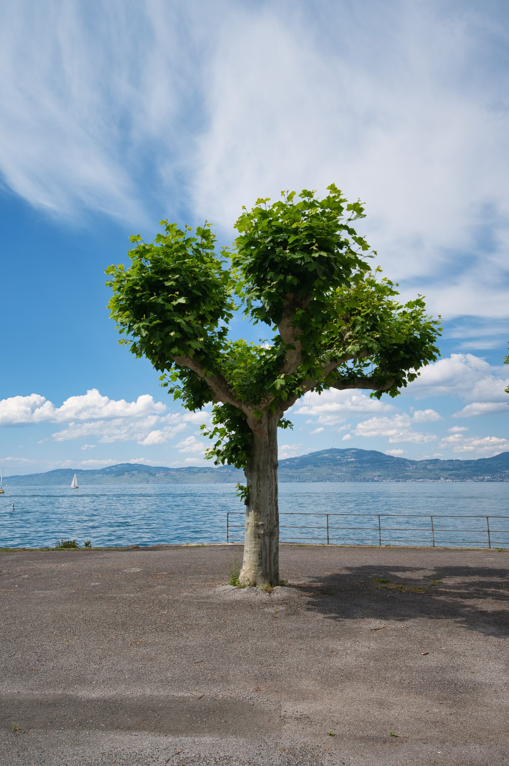 Arbre à Thonon